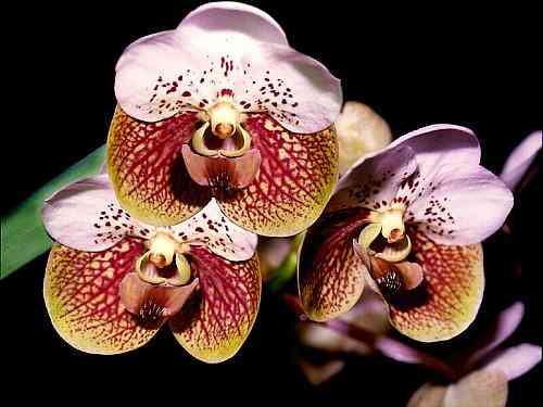 Vanda sanderiana